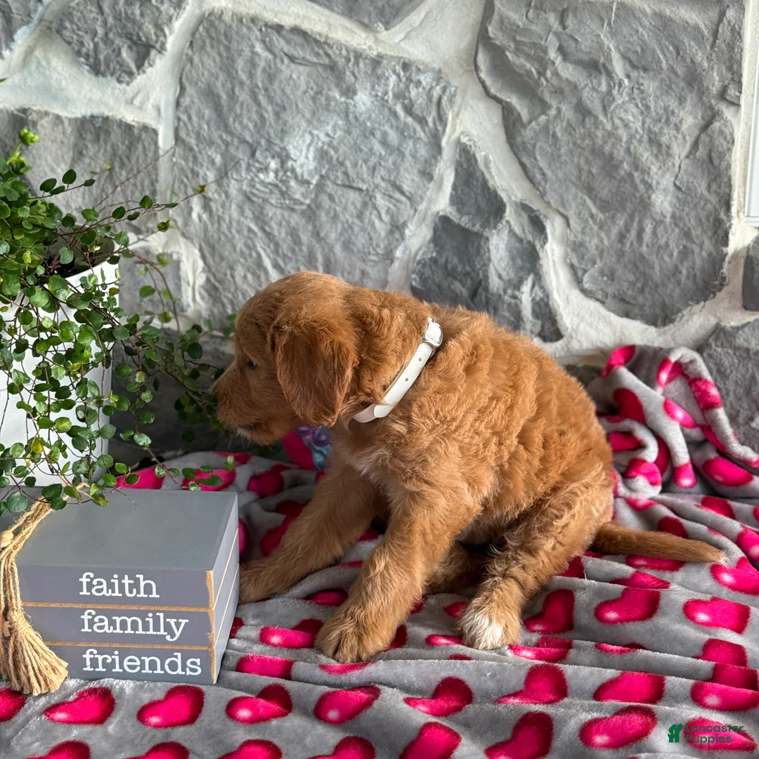 Goldendoodle dogs for sale: Nellie - Ad 2