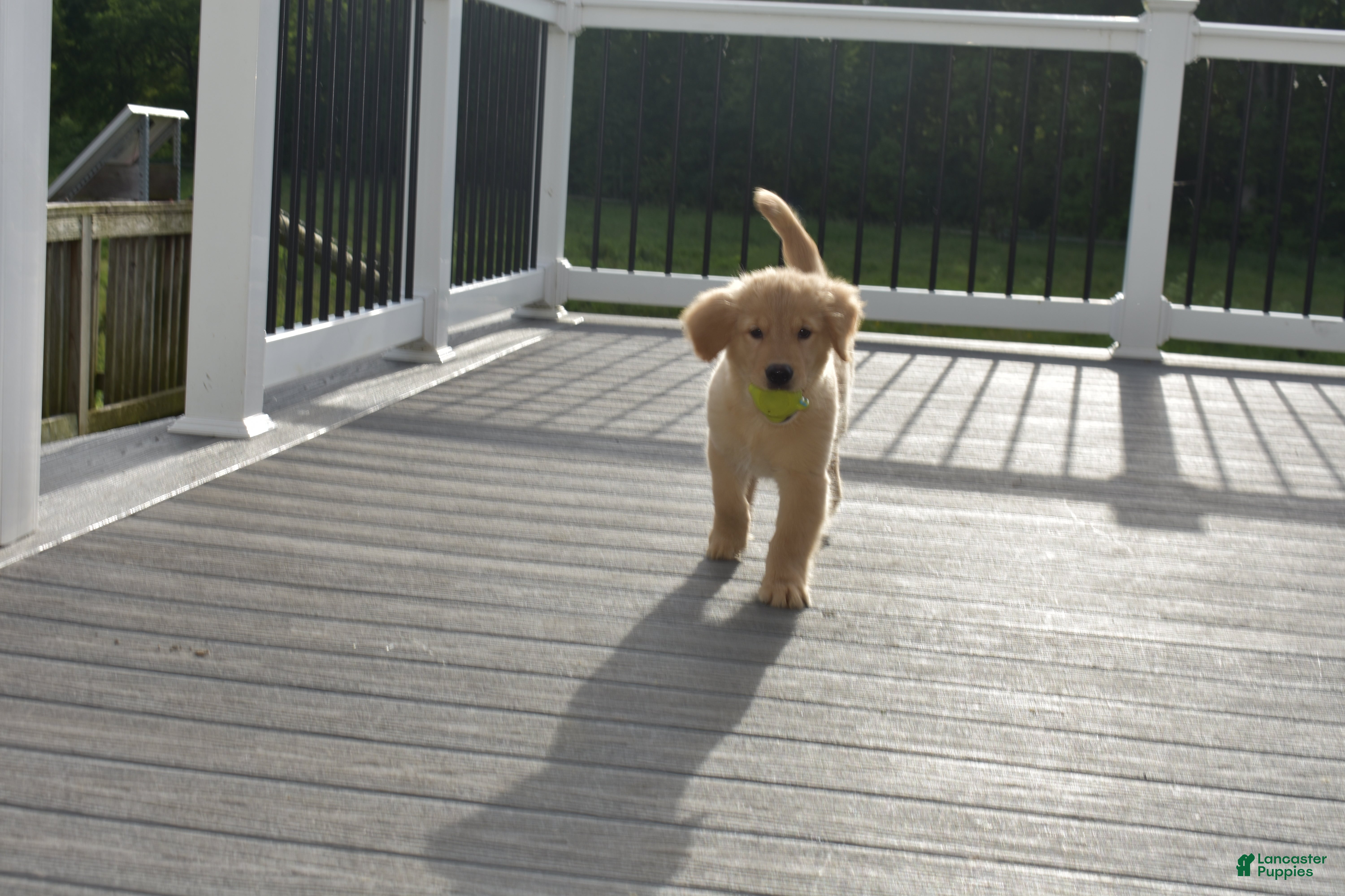 Golden Retriever dogs Nick  - Ad 2