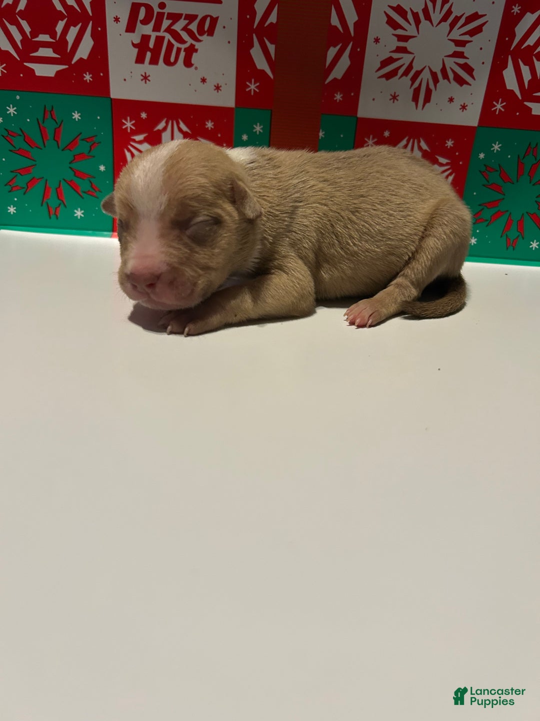 American Bully dogs for sale: American Bully Puppy 7 - Ad 3