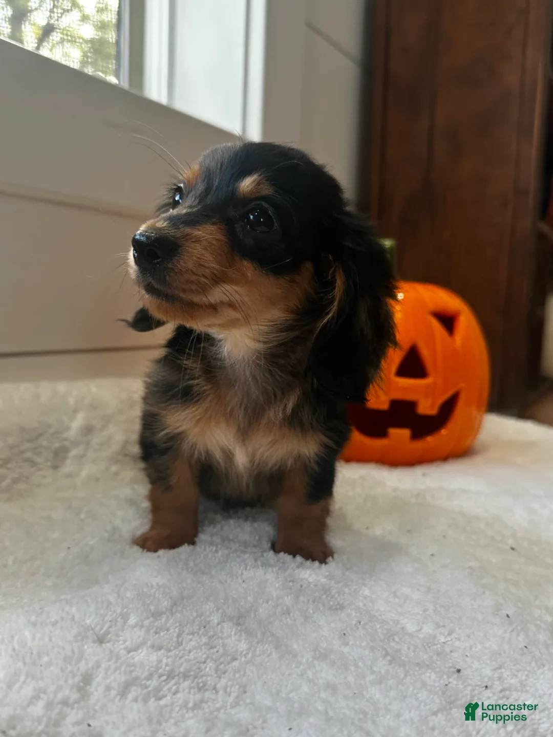 Miniature Dachshund dogs for sale: Hazel - Ad 6