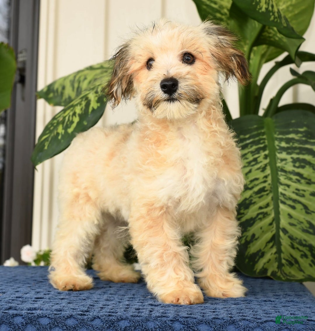 Havapoo dogs for sale: Owen - Ad 3