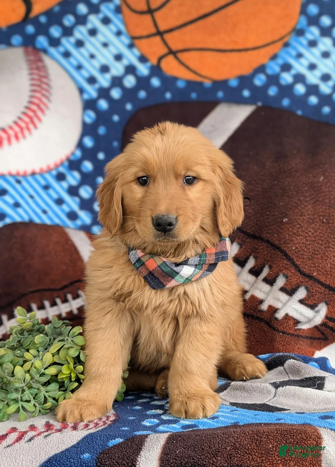 Golden Retriever dogs for sale: Corben - Ad 2