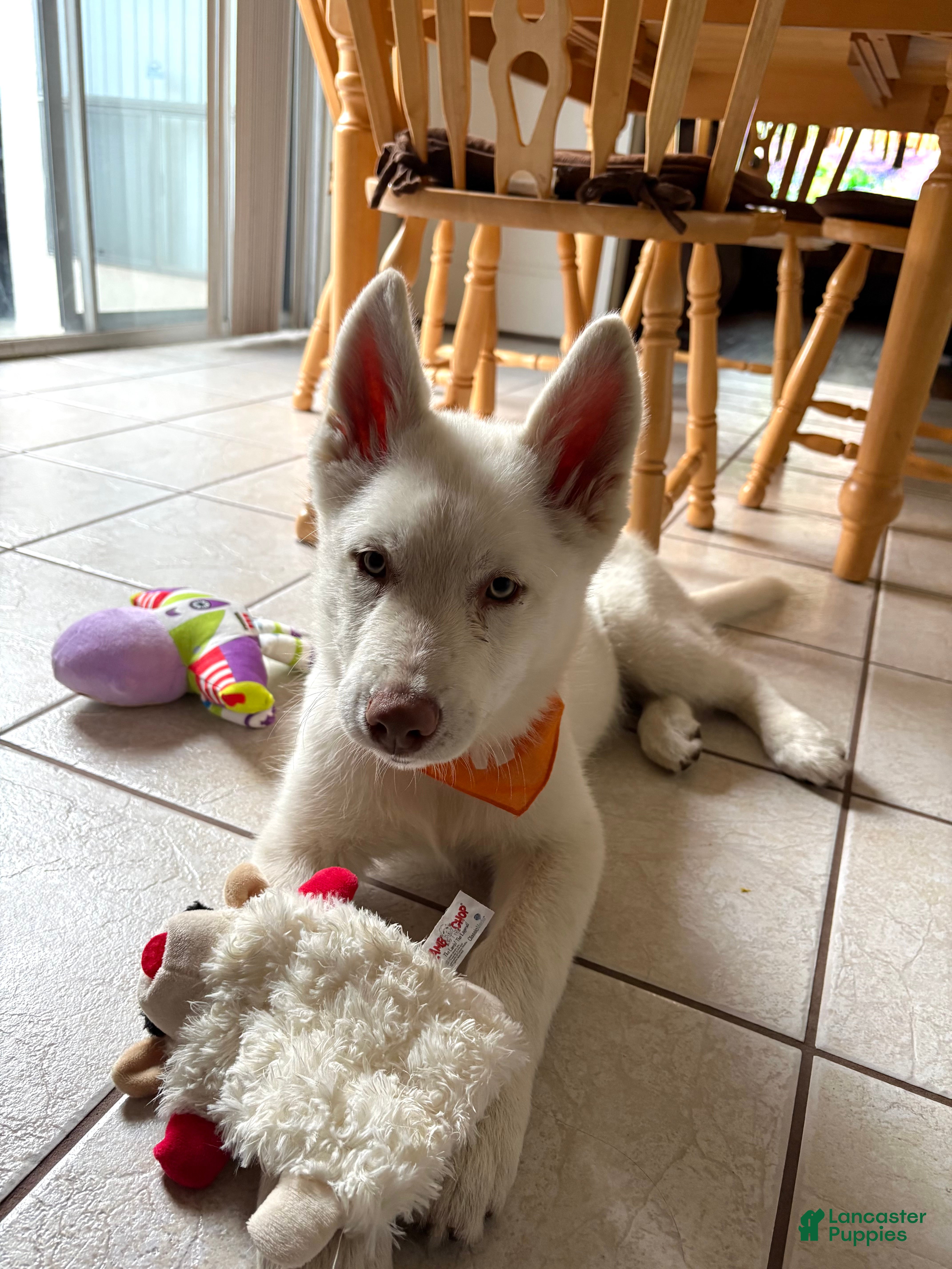 Siberian Husky dogs Siberian Husky 1 - Ad 23
