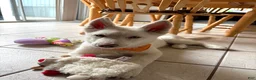 Siberian Husky dogs for sale: Siberian Husky 1 - Ad 2