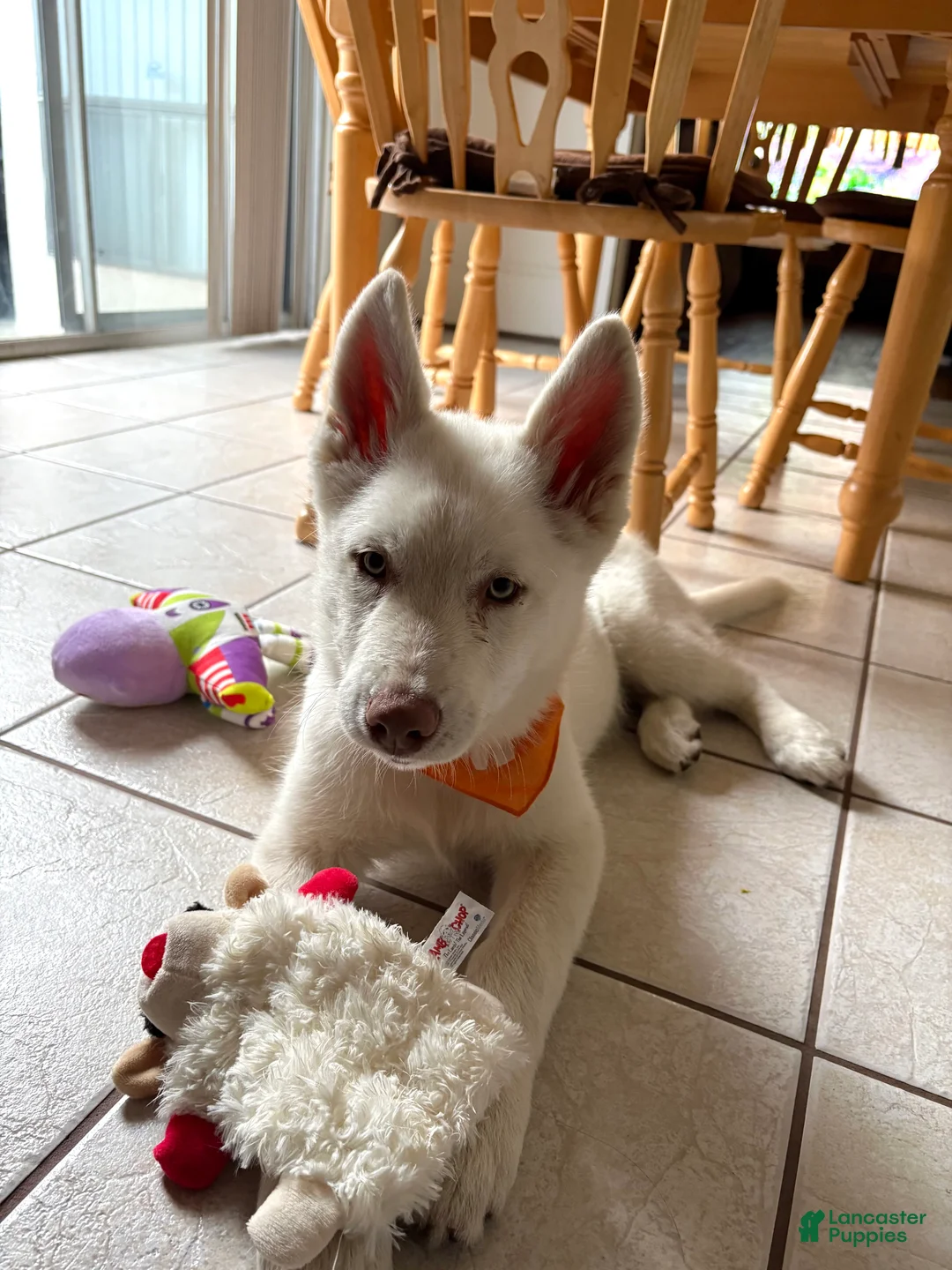 Siberian Husky dogs for sale: Siberian Husky 1 - Ad 2