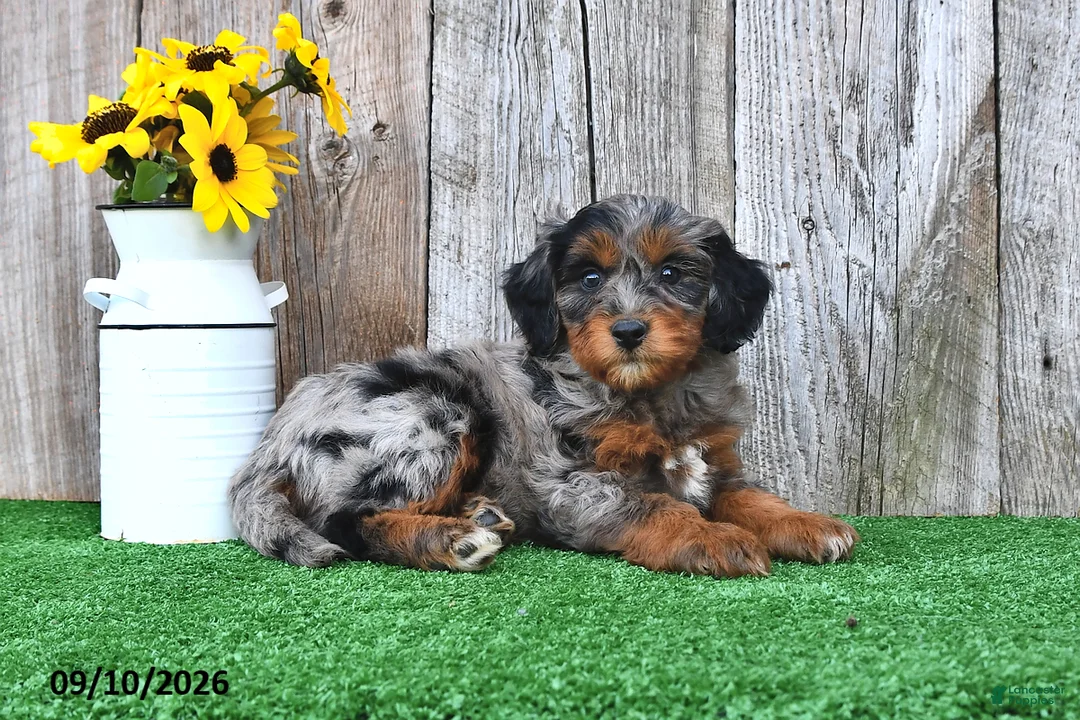 Mini Aussiedoodle dogs for sale: Joy - Ad 2