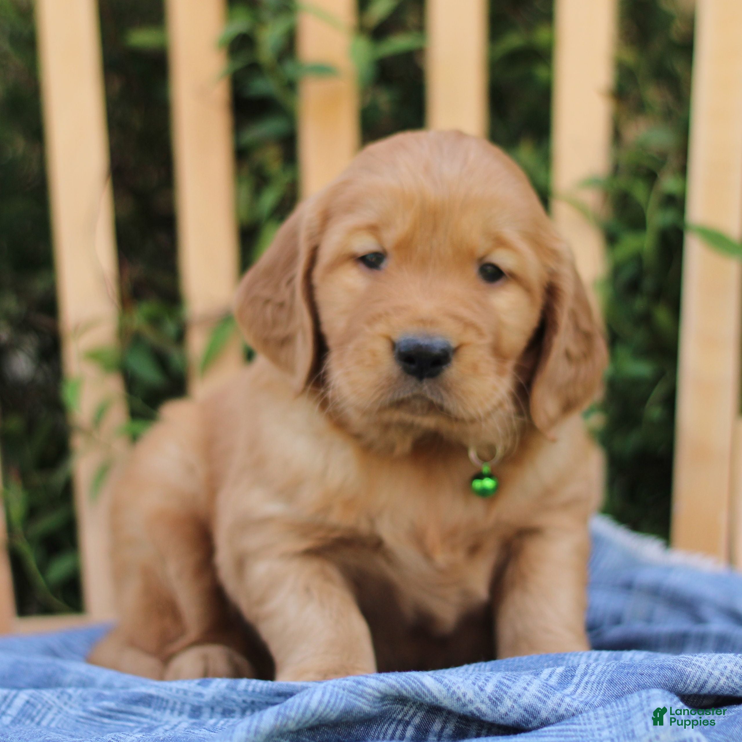 Mixed Breed dogs for sale: Samson  - Ad 3