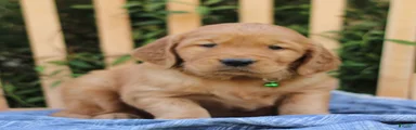 Samson 