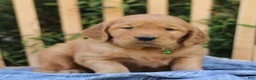 Mixed Breed dogs for sale: Samson  - Ad 1