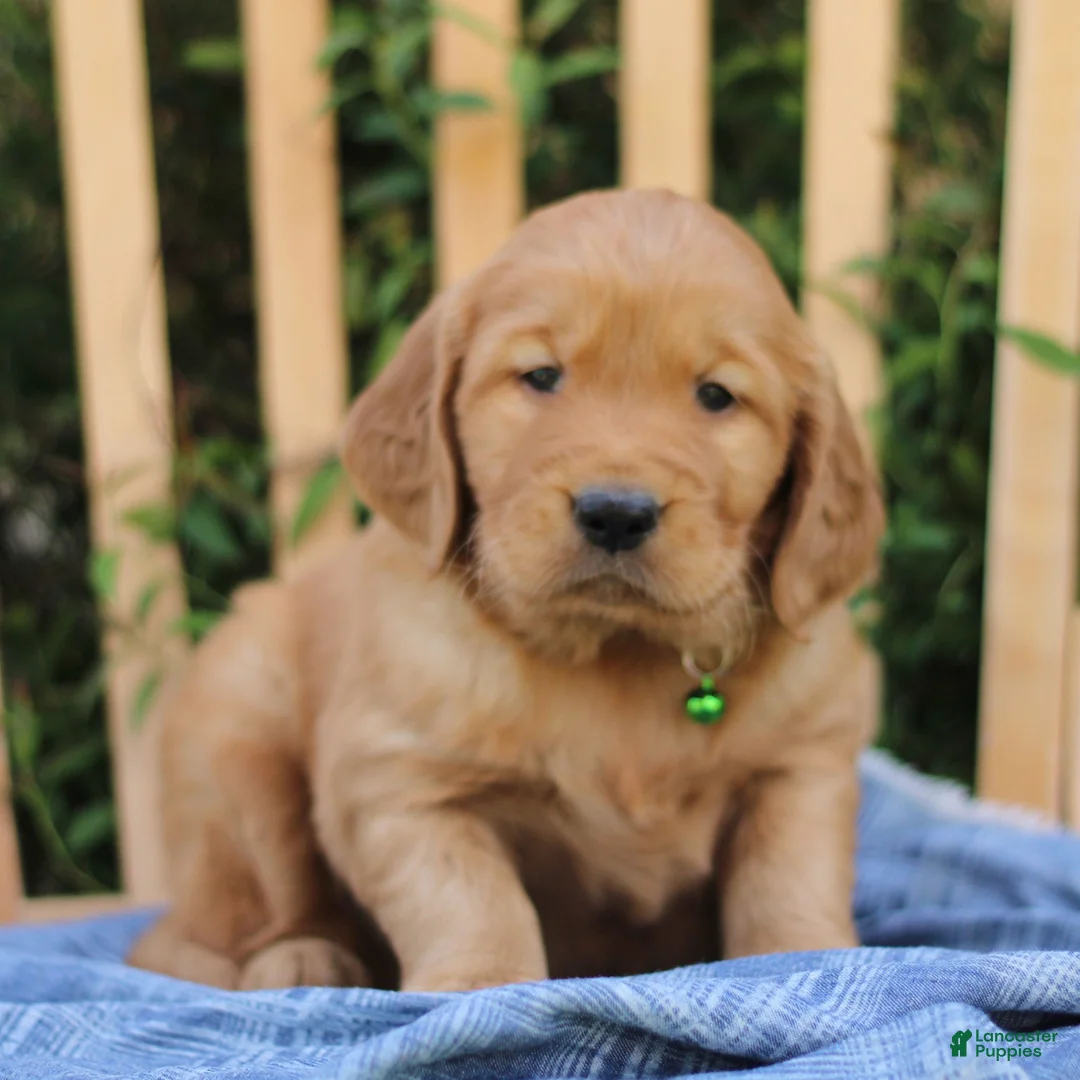 Mixed Breed dogs for sale: Samson  - Ad 1