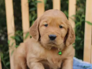 Mixed Breed dogs for sale: Samson - Ad 3