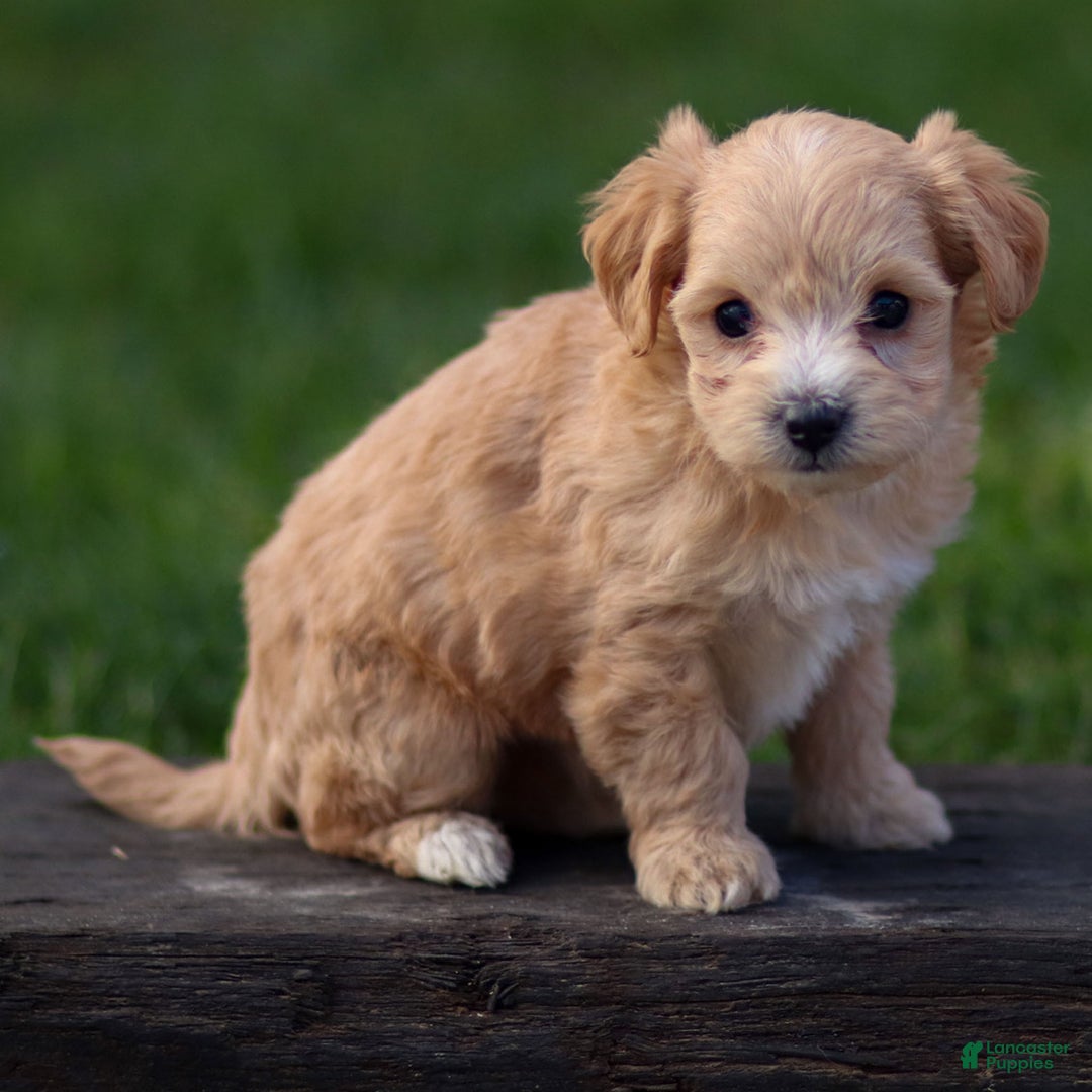 Maltipoo dogs for sale: Sondra - Ad 6