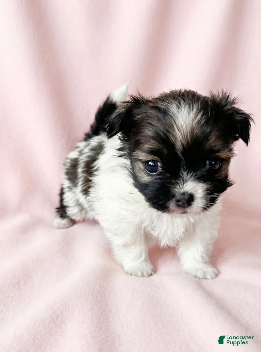 Mixed Breed dogs for sale: Carrie - Ad 1