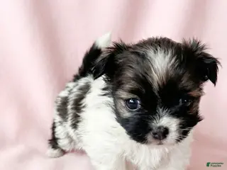 Mixed Breed dogs Carrie - Ad 28