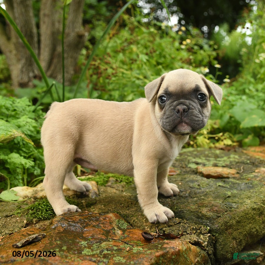 French Bulldog dogs Carlotta - Ad 2