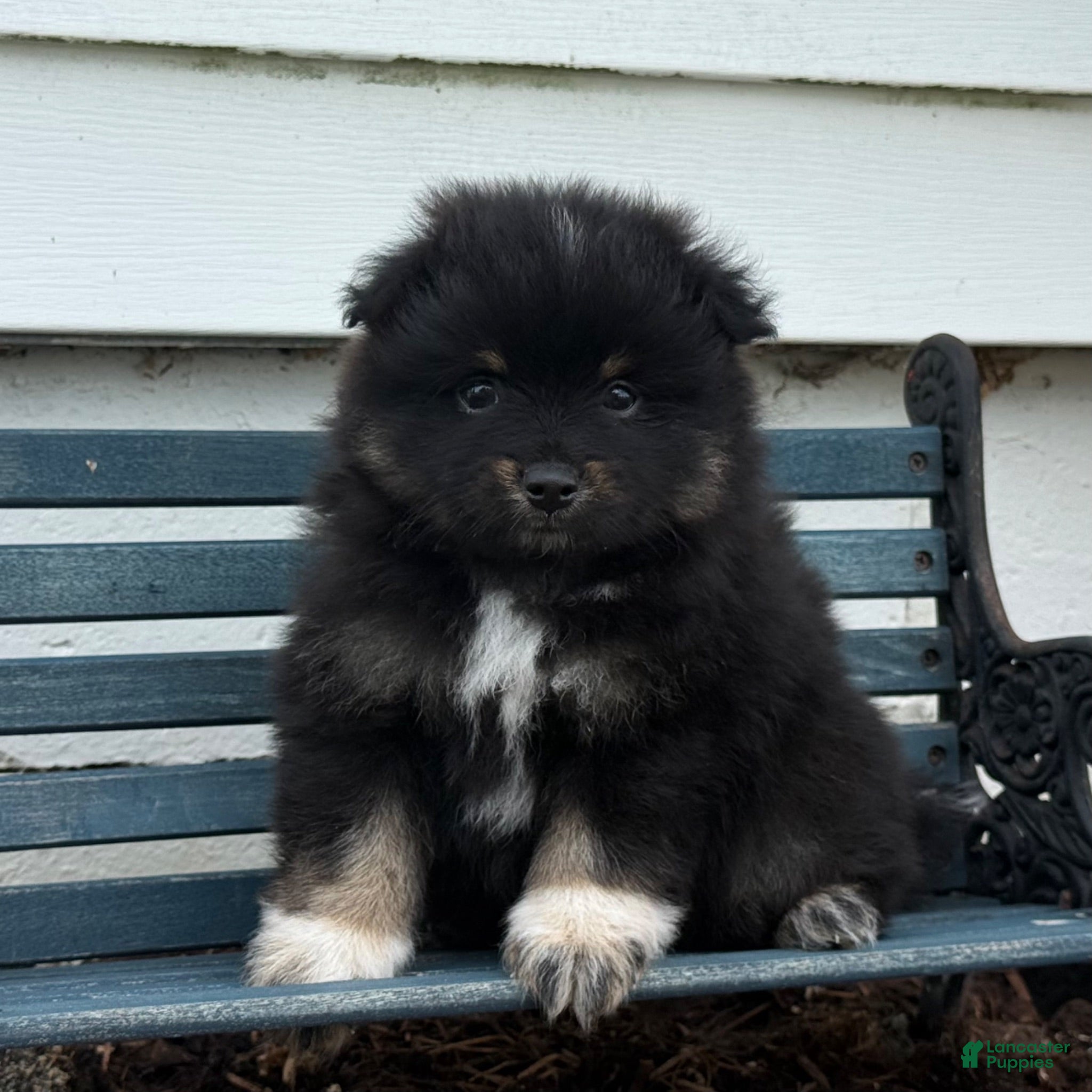 Pomeranian dogs Oreo - Ad 2