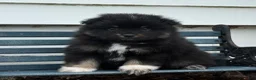 Pomeranian dogs for sale: Oreo - Ad 2