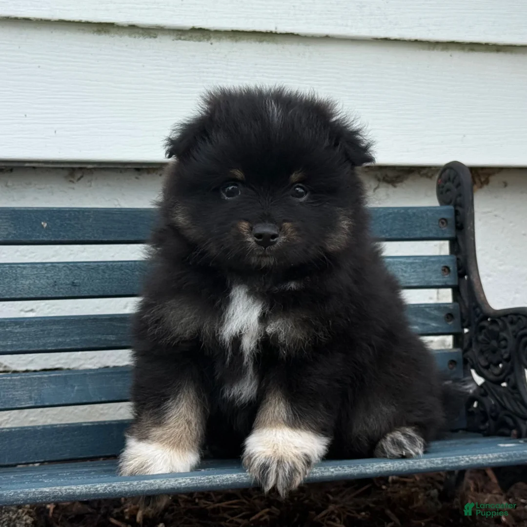 Pomeranian dogs for sale: Oreo - Ad 2