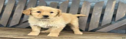 Golden Retriever dogs for sale: Taffy - Ad 3