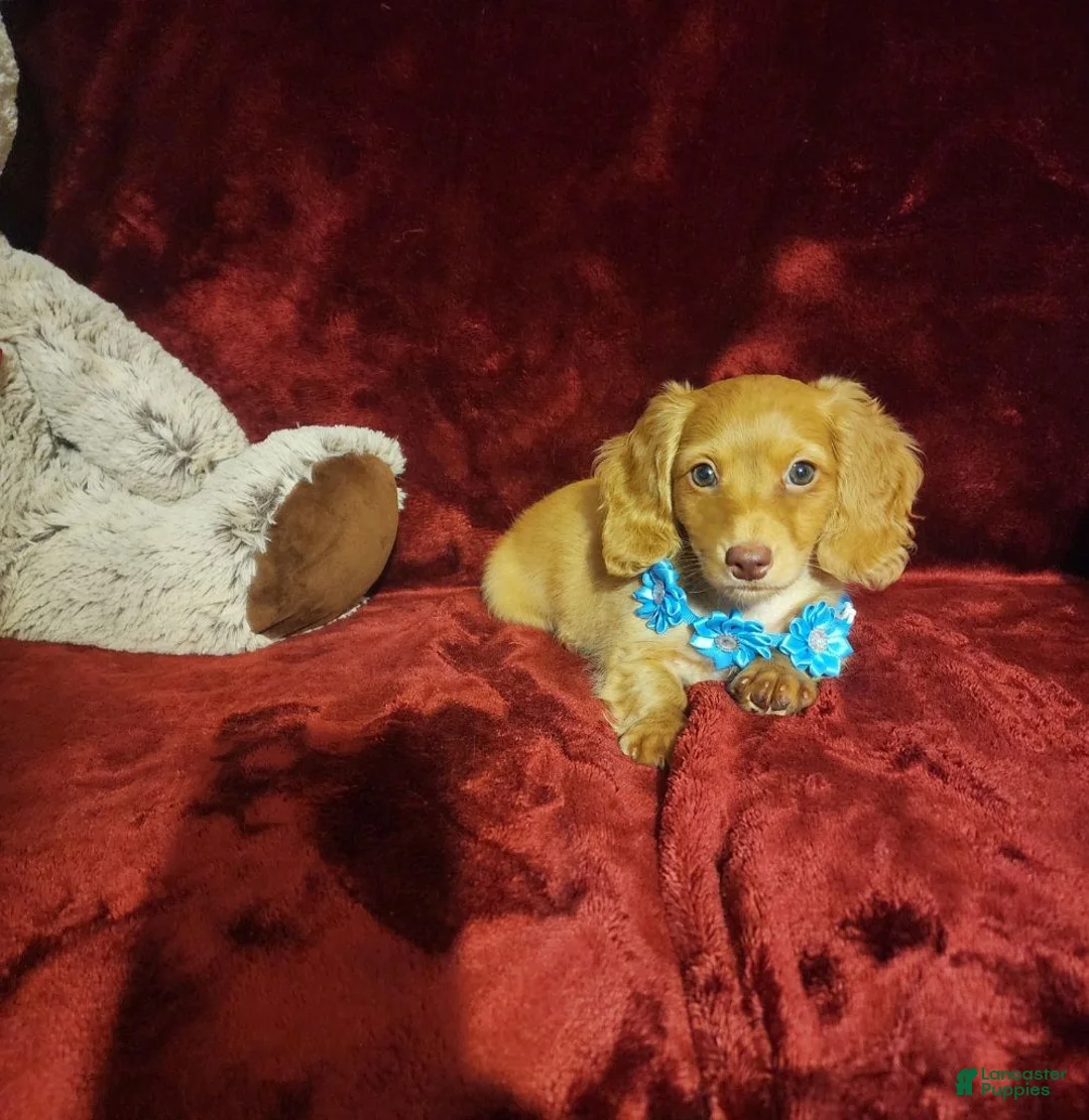 Miniature Dachshund dogs for sale: PEACHES - Ad 10
