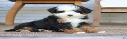 Mini Bernedoodle dogs for sale: Bentley  - Ad 3