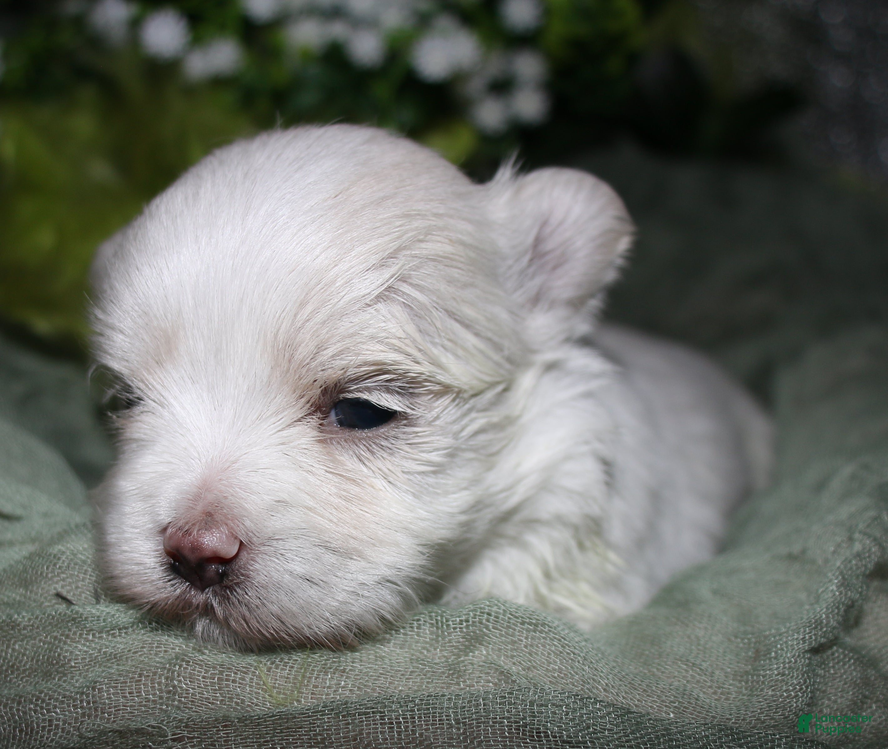 Maltese dogs for sale: Conrad - Ad 3