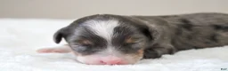 Mini Bernedoodle dogs for sale: Mini Bernedoodle 7 - Ad 4