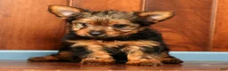 Yorkshire Terrier dogs for sale: Tinker - Ad 8