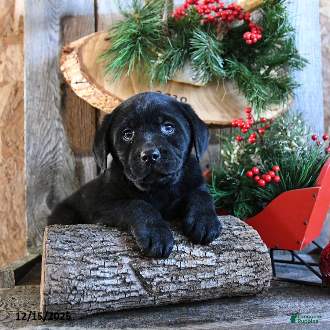 Labrador Retriever dogs for sale: Radar - Ad 2