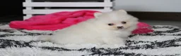 Pomeranian dogs for sale: Remi - Ad 4
