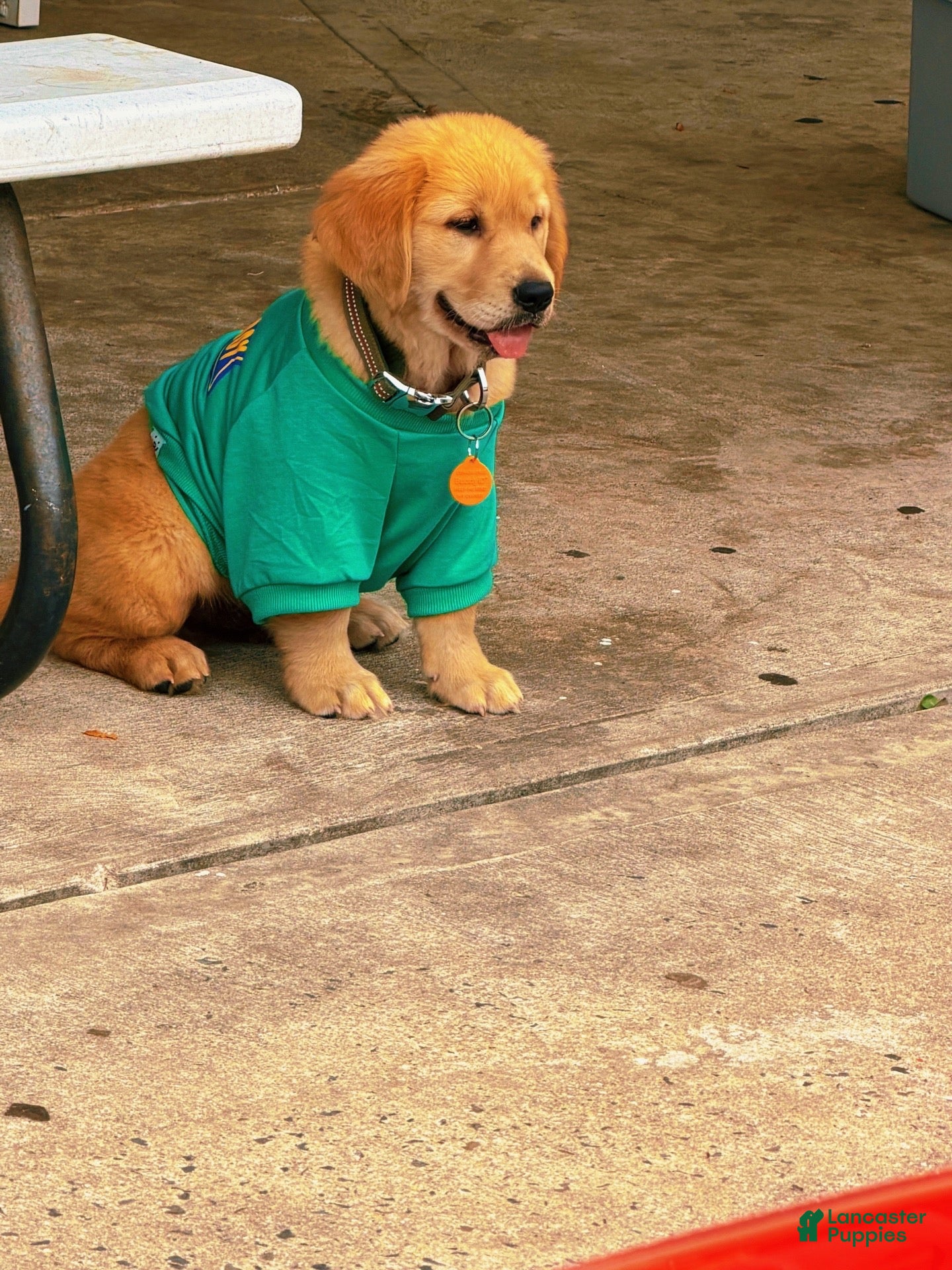 Golden Retriever dogs Muffin - Ad 4