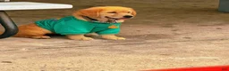 Golden Retriever dogs for sale: Muffin - Ad 1