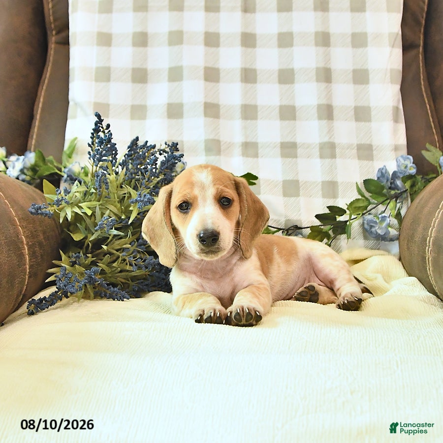 Miniature Dachshund dogs Forest - Ad 1