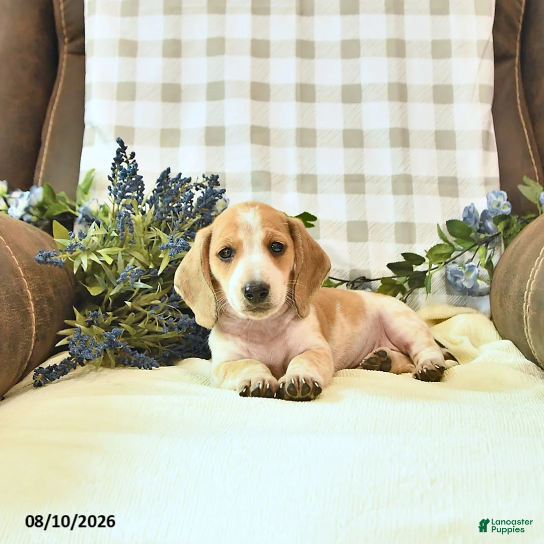 Miniature Dachshund dogs for sale: Forest - Ad 1