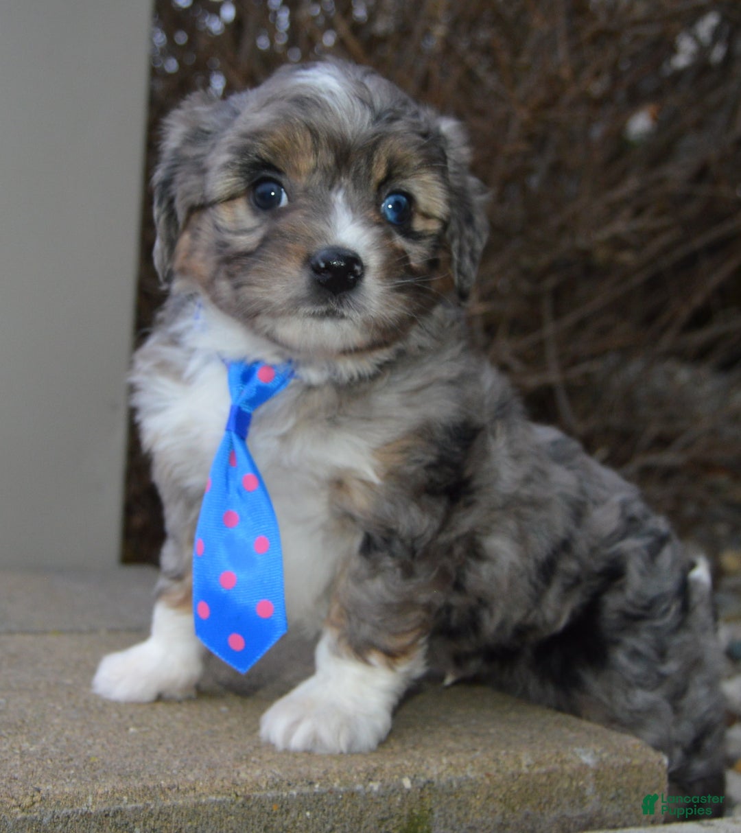 Mini Aussiedoodle dogs for sale: Mini Auggie - Ad 2