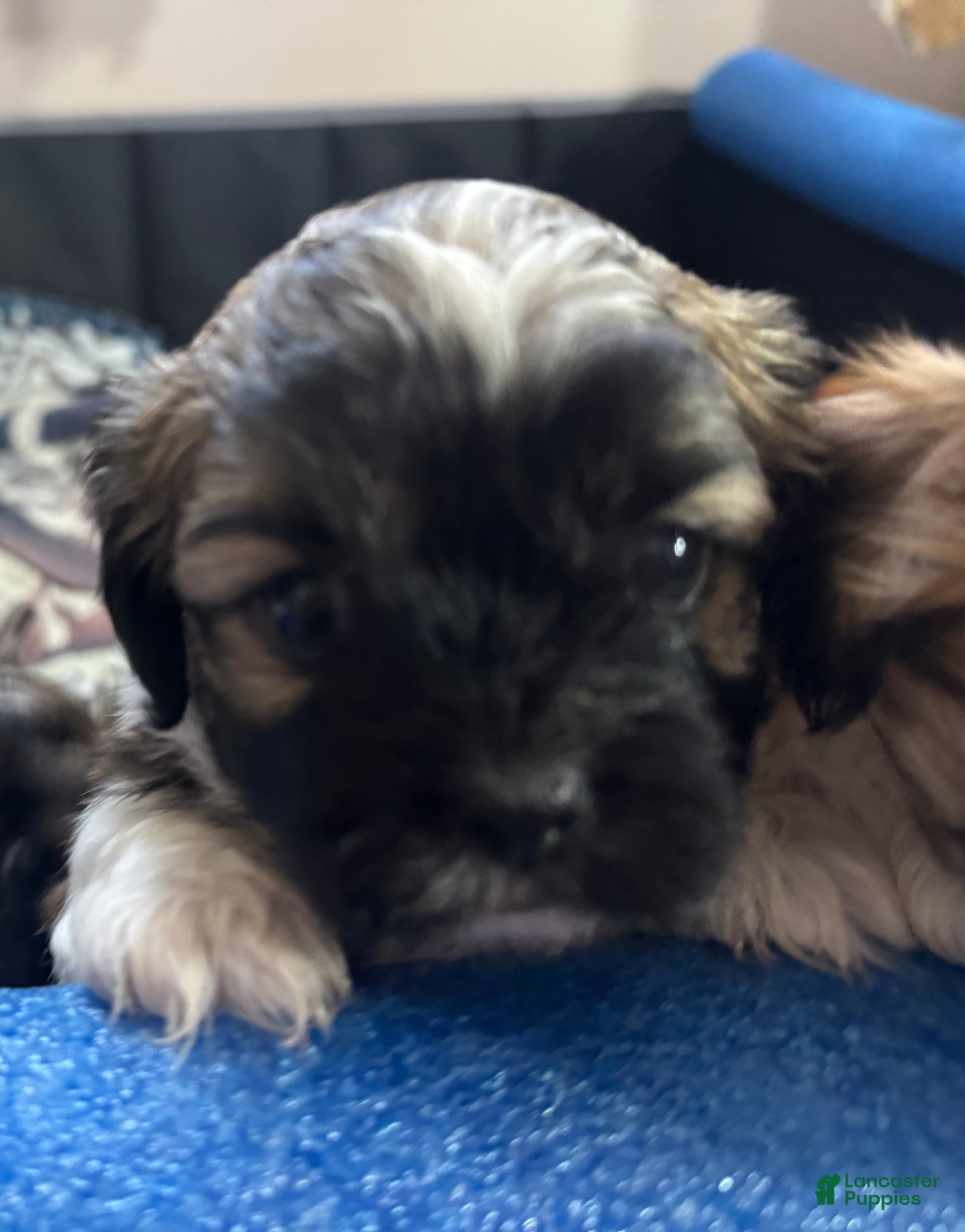 Teddy Bear dogs Robbie - Ad 1