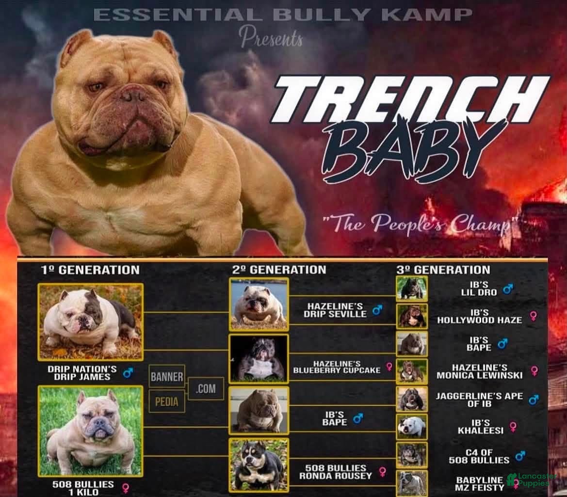American Bully dogs groot - Ad 2