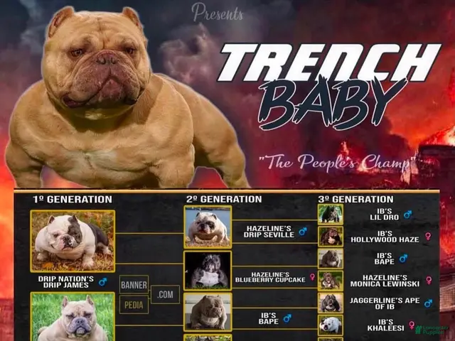American Bully dogs for stud: Groot - Ad 2