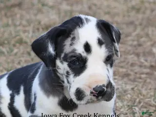 Great Dane dogs for sale: Harley - Ad 2