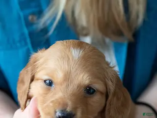 Miniature Dachshund dogs for sale: Clifford - Ad 2