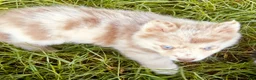 Pomsky dogs for sale: Lava Lavender Merle  - Ad 9