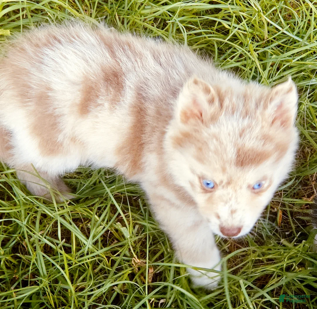 Pomsky dogs for sale: Lava Lavender Merle  - Ad 9