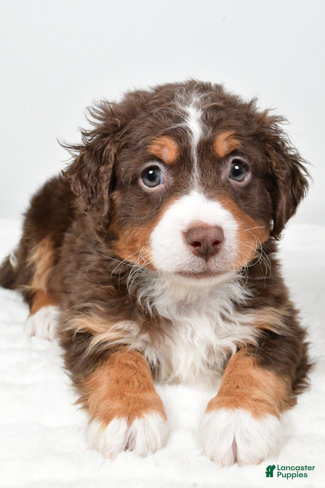 Mixed Breed dogs for sale: Lucas - Ad 5