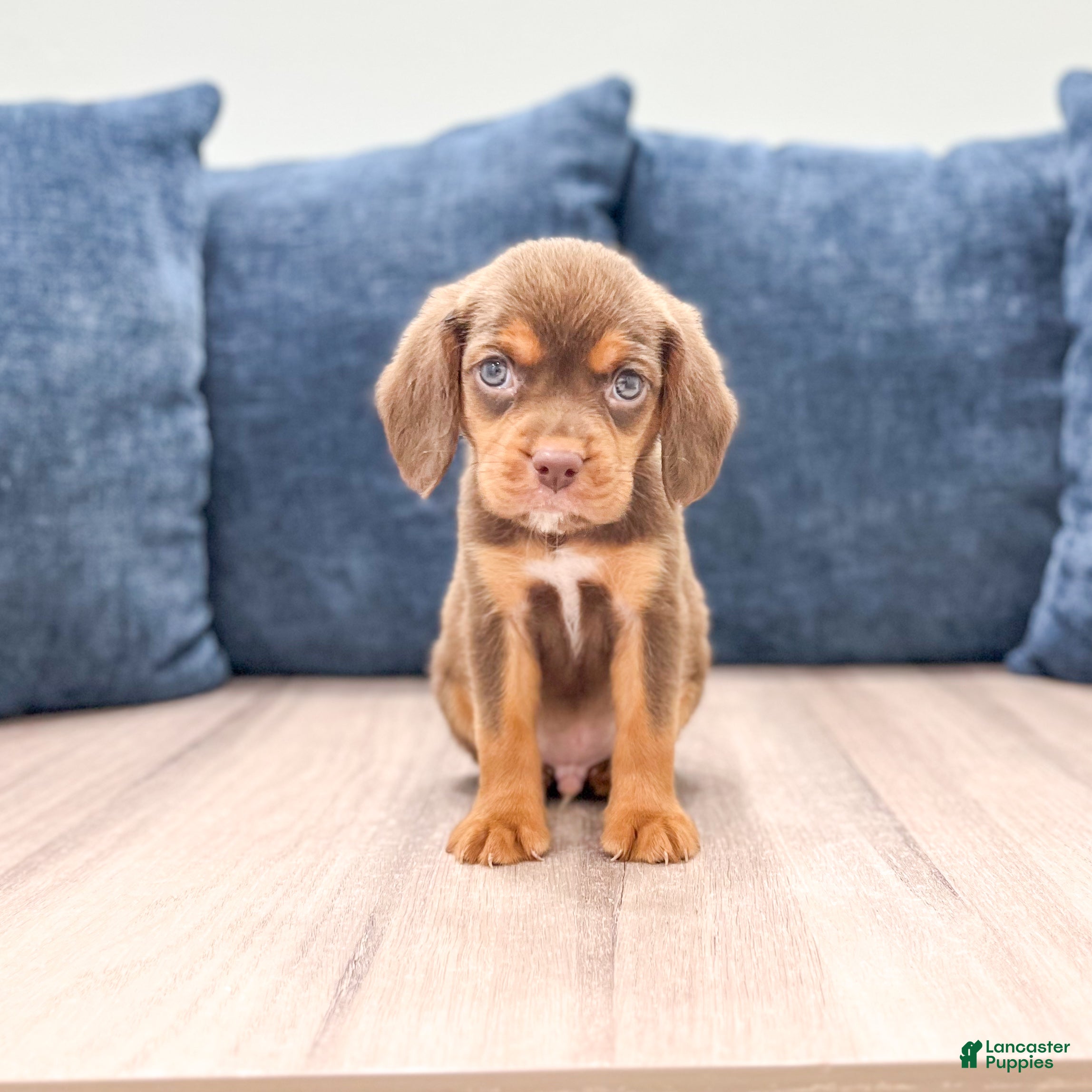Beaglier dogs Eagle - Ad 1