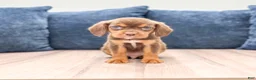 Beaglier dogs for sale: Eagle - Ad 1