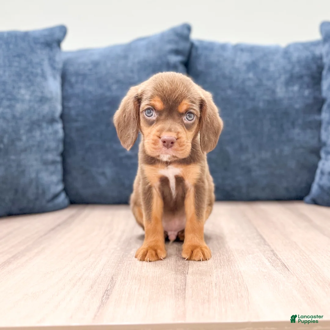 Beaglier dogs for sale: Eagle - Ad 1