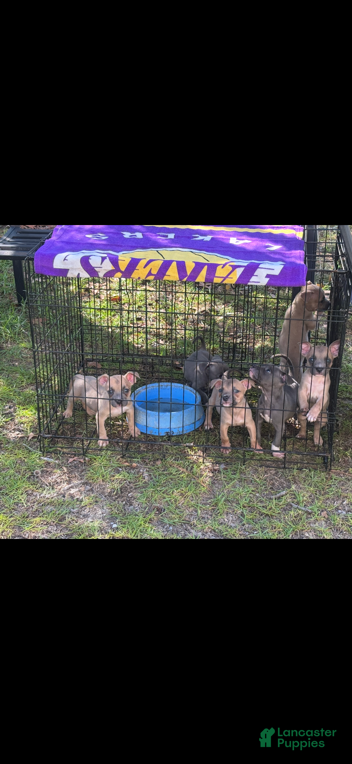 American Bully dogs American Bully 5 - Ad 39