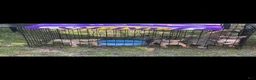 American Bully dogs for sale: American Bully 5 - Ad 1