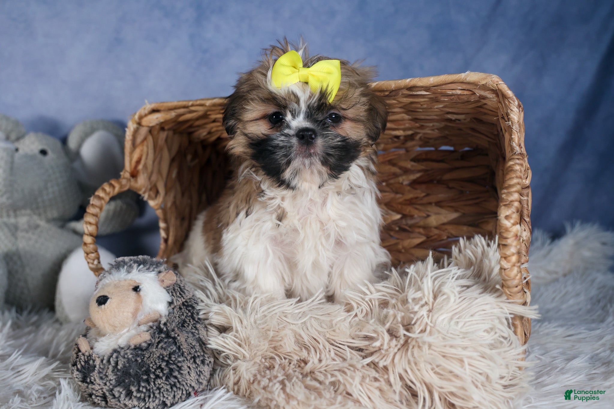 Shih Tzu dogs BELLA - Ad 1