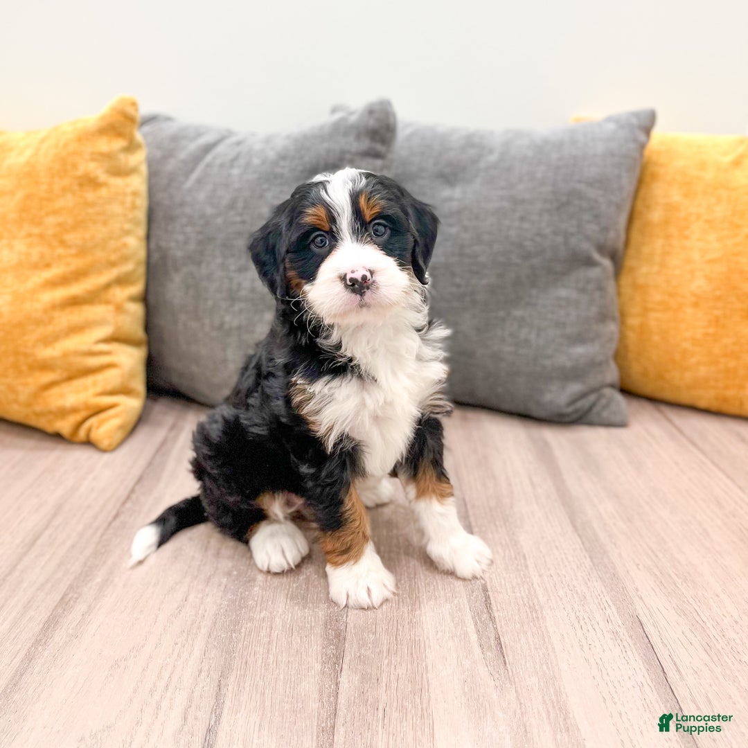 Mini Bernedoodle dogs for sale: Grace - Ad 1